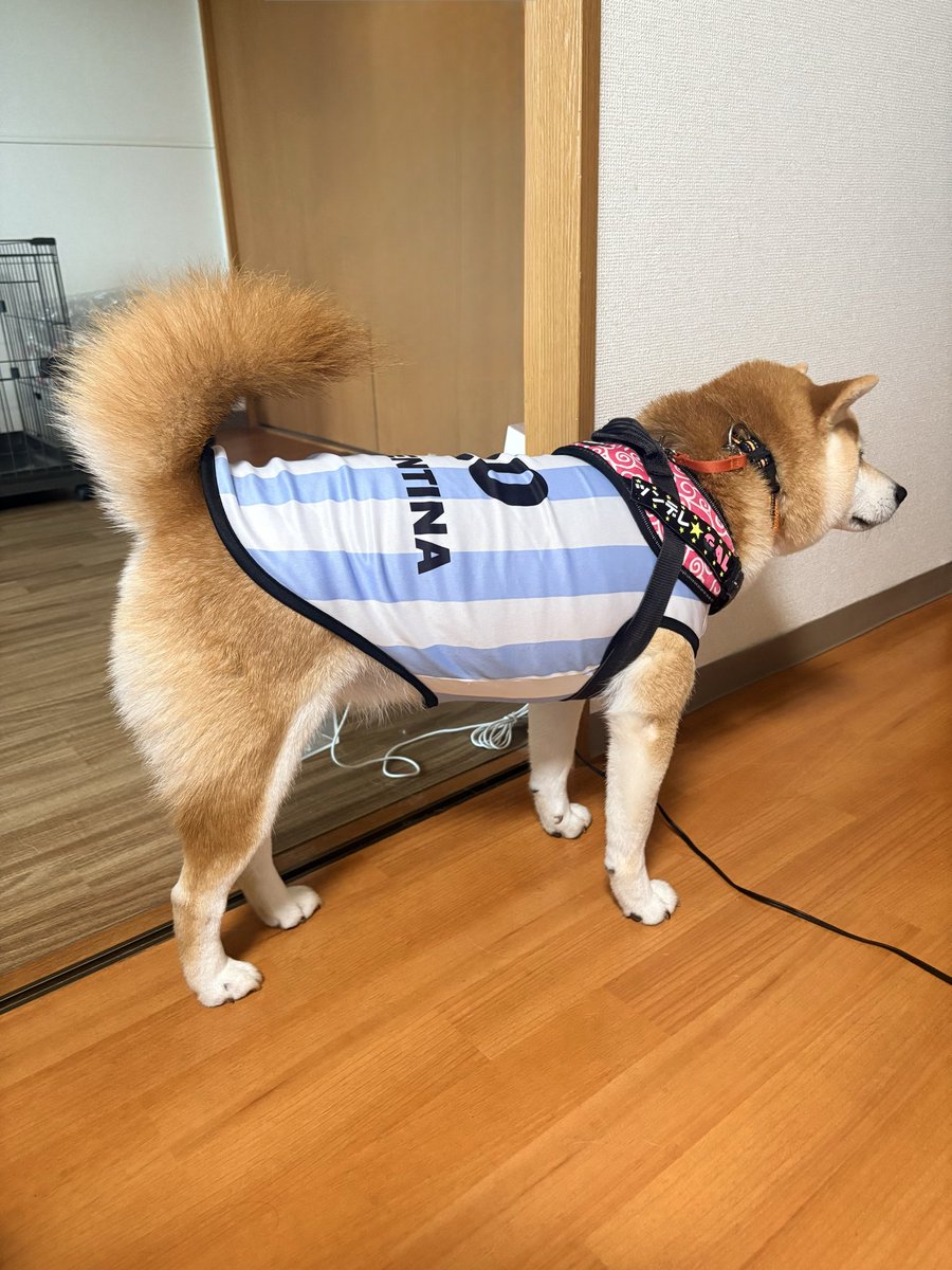 onewmatsu's tweet photo. うちのメッシが決める気マンマンです⚽️💖
#メッシ #アルゼンチン代表 #柴犬 #shiba #柴 https://t.co/DFFHZqfHv6