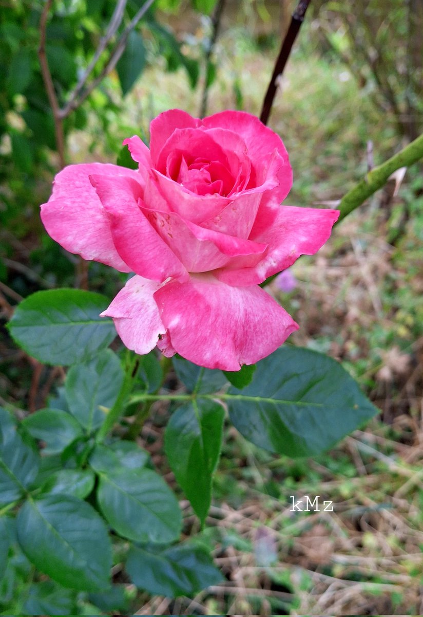 KrisMichelleZ's tweet photo. Happy #wednesdayRose and also have a successful start in July my friends! π€πΉπ©·π«π¦πΆπ #RoseWednesday #mygarden #Roses #July #NatureScenery https://t.co/TN3Y0w44FM