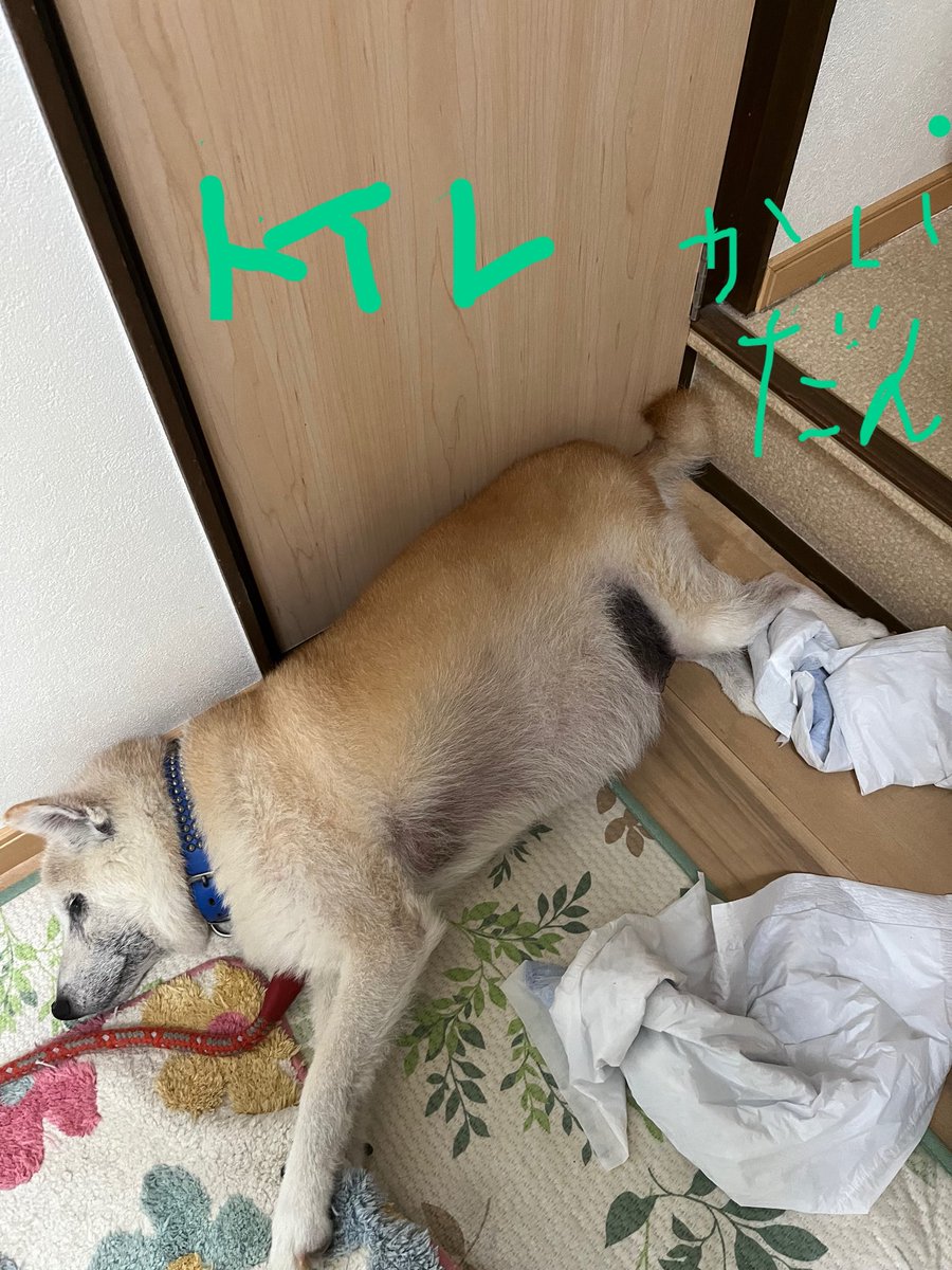 Ikchan8K's tweet photo. 非常に邪魔なんですけど https://t.co/JvutYNZr87