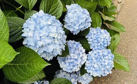 koguchi241's tweet photo. おはようございます。
7月1日、いよいよ直前期ですね。
体調管理もしっかりしつつ、
昨日より1問。
昨日より10分。
積み上げていきましょー🍀

#中小企業診断士 https://t.co/5Vw2wMMnHD