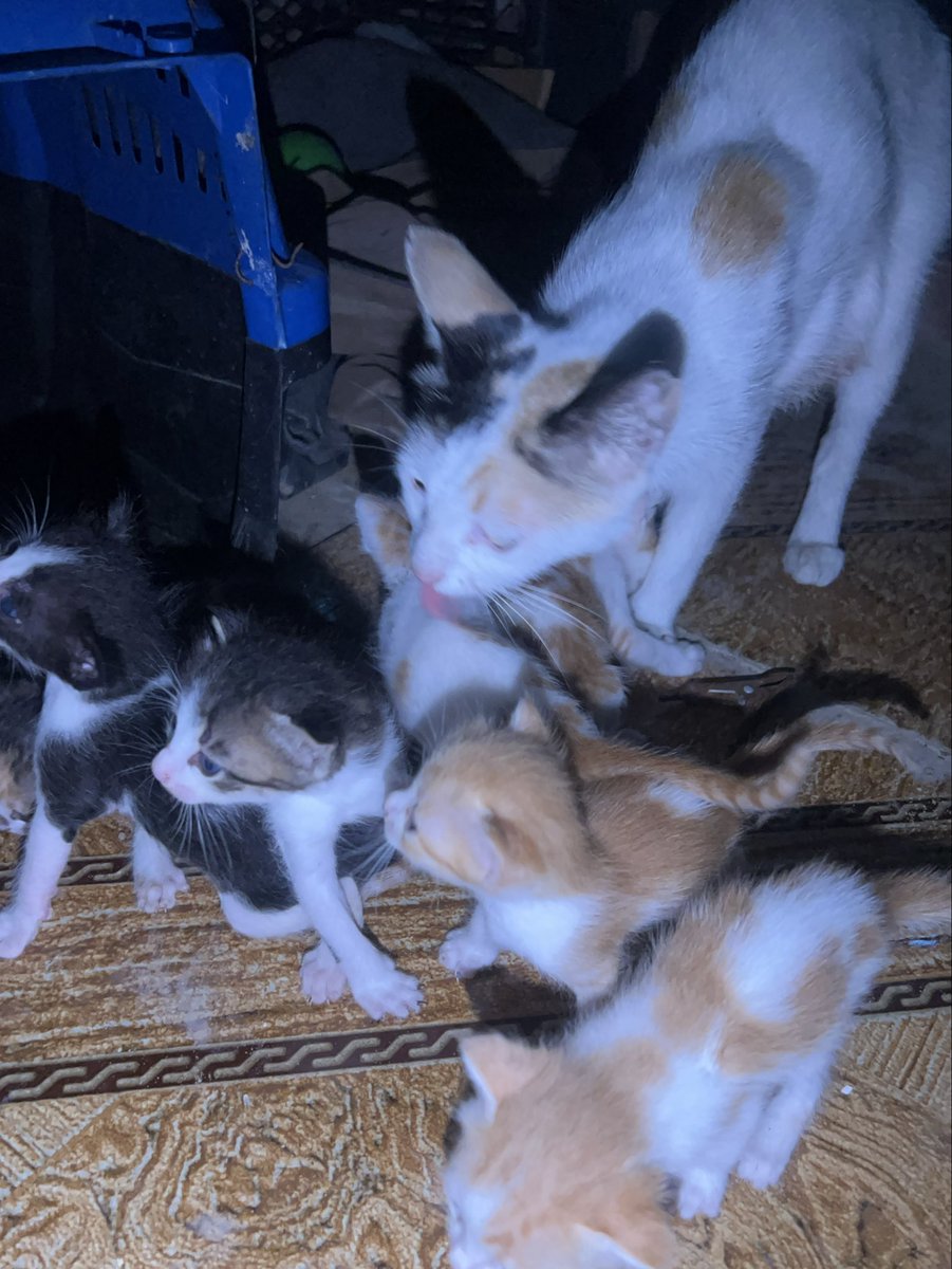 Salam animal care tweet media