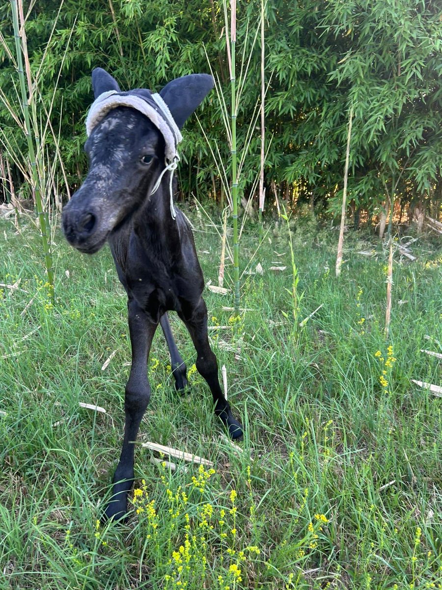 iluz's tweet photo. Zeus il frisoncino nato prematuro 
#foal #horse #friesianhorse https://t.co/rFq943iw3V