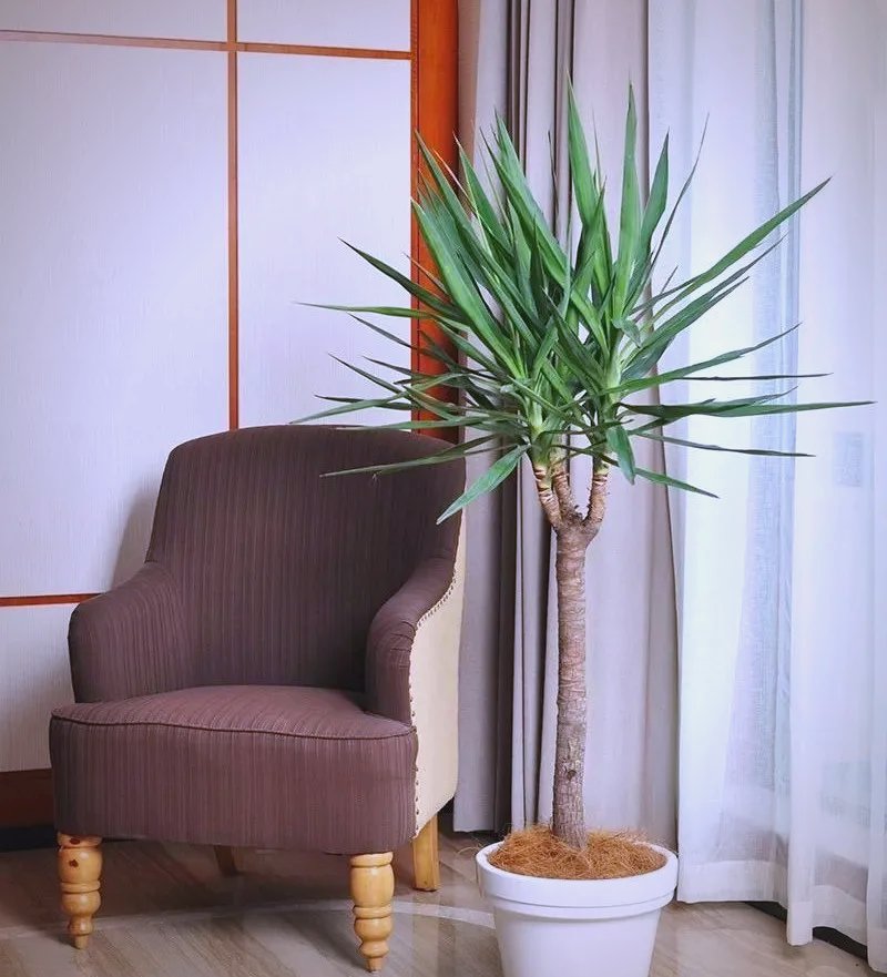 ou96367541's tweet photo. Just spent 10 mins staring at the office plant—best work "break" all week. https://t.co/GNmukDWX4r