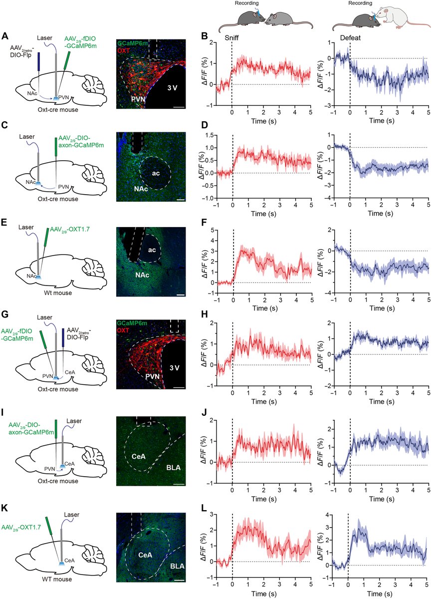 ScienceAdvances's tweet photo. In a new mouse study, researchers discover that the central oxytocin system has distinct circuits that regulate different defensive behaviors in response to social threats. https://t.co/dQ92QCFPU7 https://t.co/FWQiICnu5V
