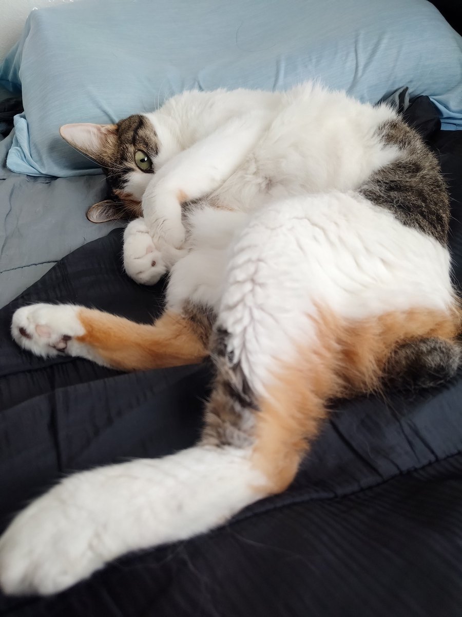 三毛猫