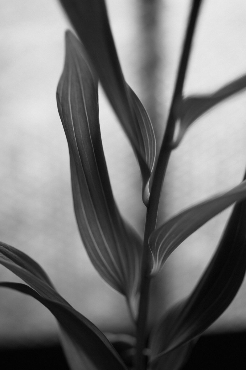 gen_san47's tweet photo. D780    
ZEISS Milvus 2/50M https://t.co/HtHU19Wp3X