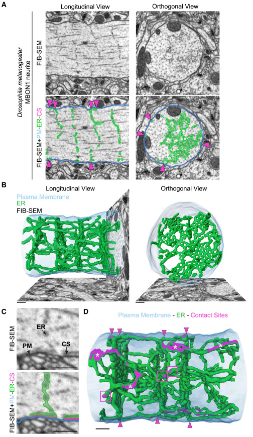 Qivshi1's tweet photo. ER in dendrites has this ladder /  mesh orgnization, very interesting https://t.co/d2TMXp3JHp