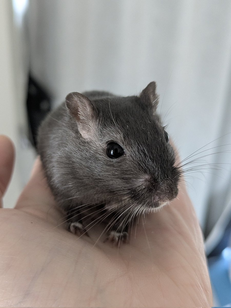 mari_asham's tweet photo. おはよう〜🐁🥰

#スナネズミ #ジャービル https://t.co/gZ4bBOV18m