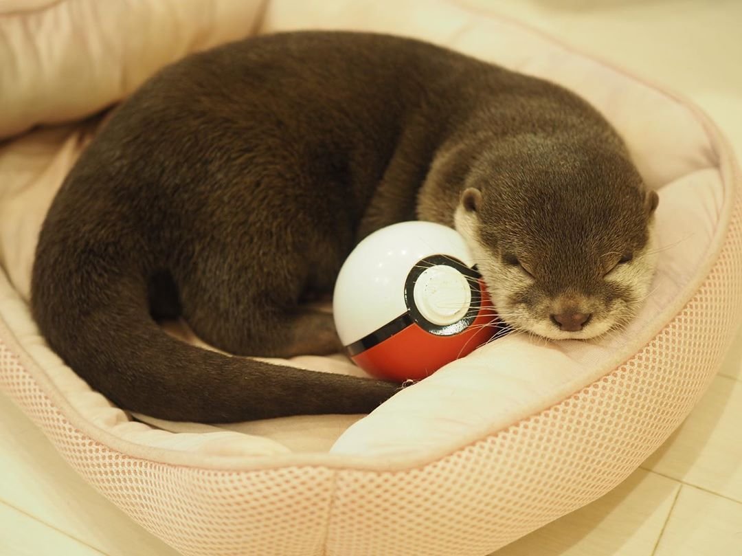 Lontrinhass's tweet photo. quem é esse pokémon? https://t.co/Uj2vzVOc0C