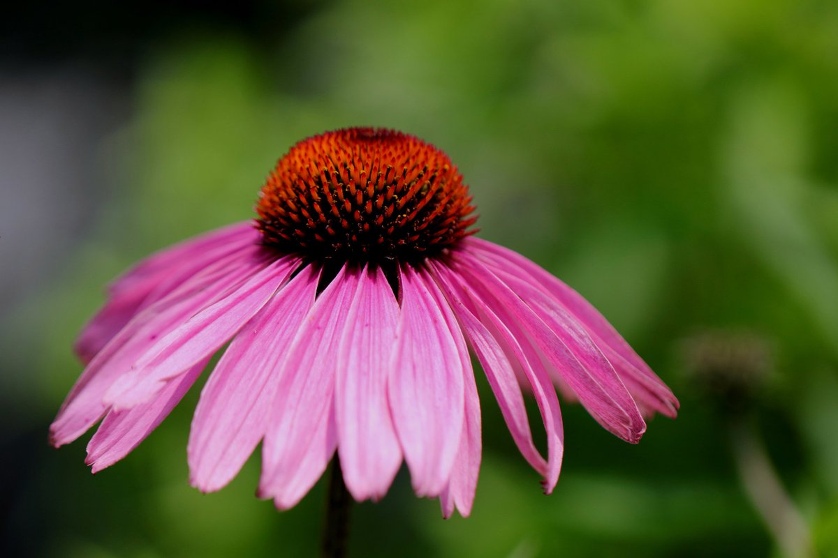 cappuccin45321's tweet photo. エキナセア ( ムラサキバレンギク )
CANON EOS Kiss X7
EF100mm F2.8L MACRO IS USM
にて
#相模原麻溝公園
より
#キヤノン
#EOSKISS
#EOSKissX7
#Kissカメラ https://t.co/Y6cZOuXdcB