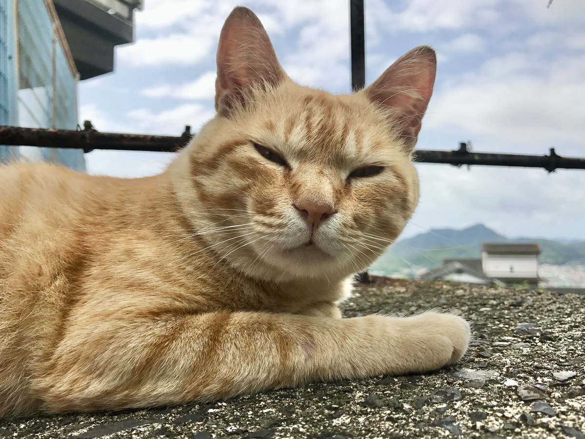 ねこ 時をかける猫ねこ086 