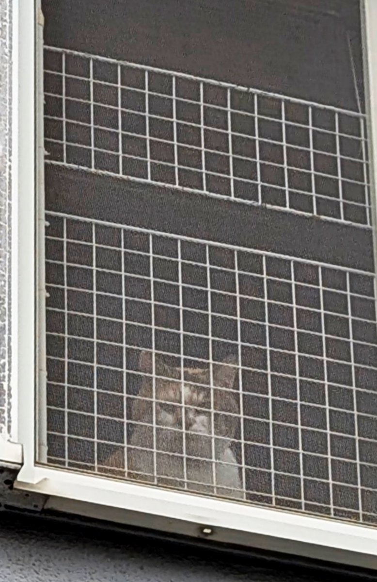 nekodanekohachi's tweet photo. おはにゃん🐱🎵
今日から７月   早いにゃね〜
今月もヨロチクにゃん🐱💕

いてら〜🖐️ https://t.co/8Dv7T7HaZJ