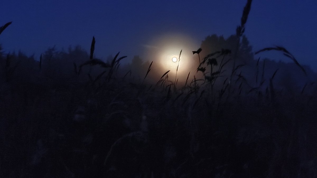 Reinis_B_sides's tweet photo. Ļoti gaiša nakts. Z virzienā sudrabainie mākoņi, bet D virzienā pilnmēness. Ko vēl vairāk var vēlēties. Žēl, ka 1 Jul ir darbadiena un jāiet mazliet arī pagulēt.
#noctilucent https://t.co/9vHgqCqQb4