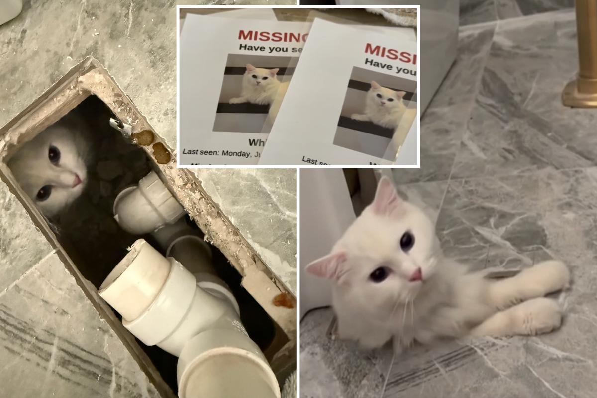 Missing Massachusetts cat miraculously found underneath owners' new ...