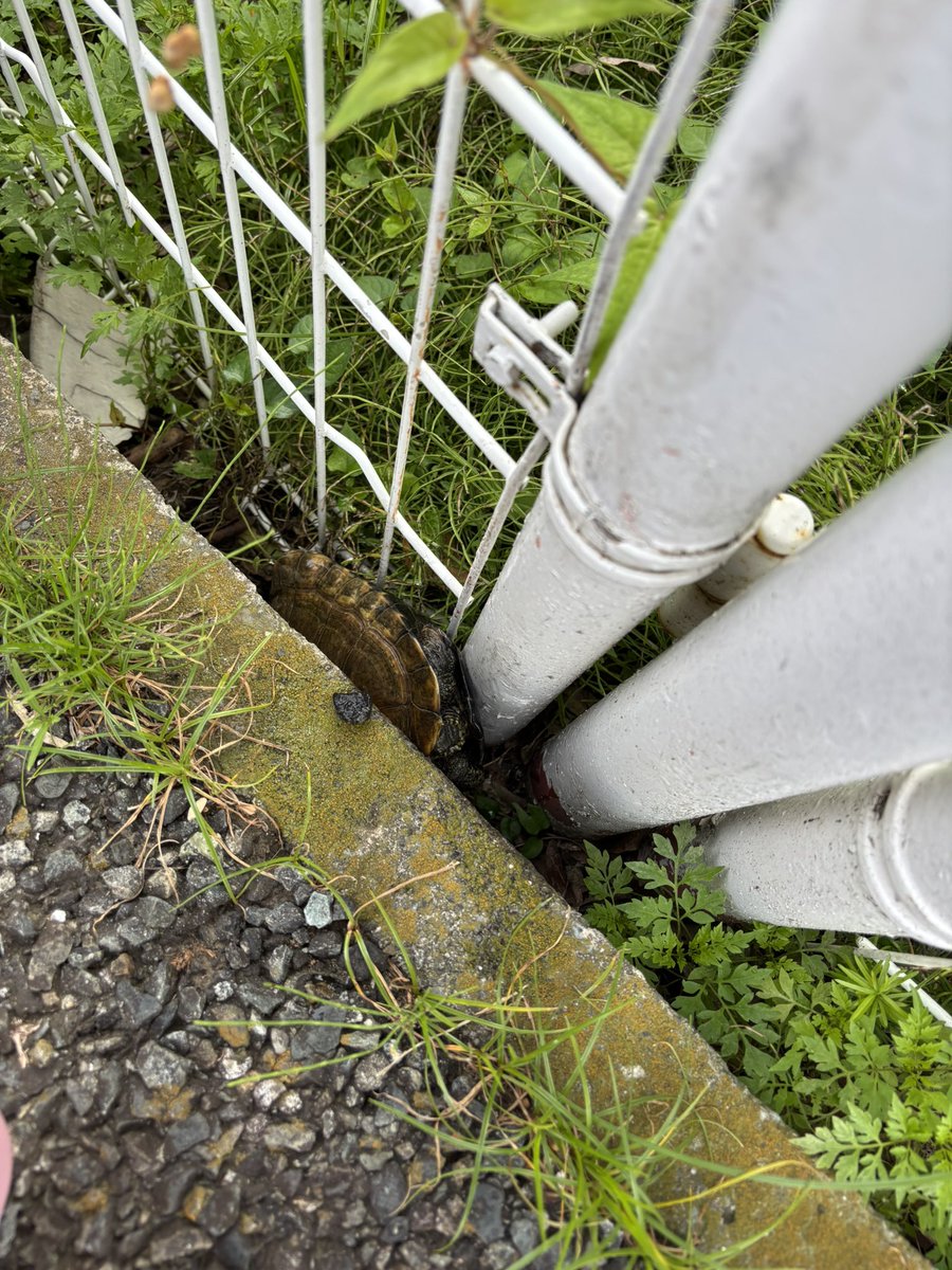 kal820ema's tweet photo. 今朝7時半過ぎ頃、神奈川県平塚市の平塚工科高校付近のマンションの前でカメが挟まっていたので保護しました。

SNSの力をお借りして飼い主さんが見つかればと思っています。

亀の飼育経験もないのでできる範囲でアドバイスあればお願いします。

#迷子亀 #平塚市 https://t.co/BytCDO2X6y