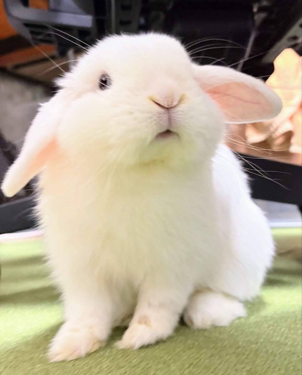 🐰.もう7がつですか!?