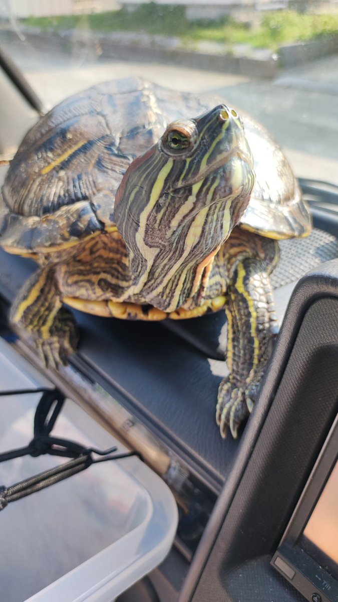 TakaRaure's tweet photo. おはかめ🌞🐢
暖かい場所での甲羅干しは最高👍 https://t.co/CXzG8G1K3l