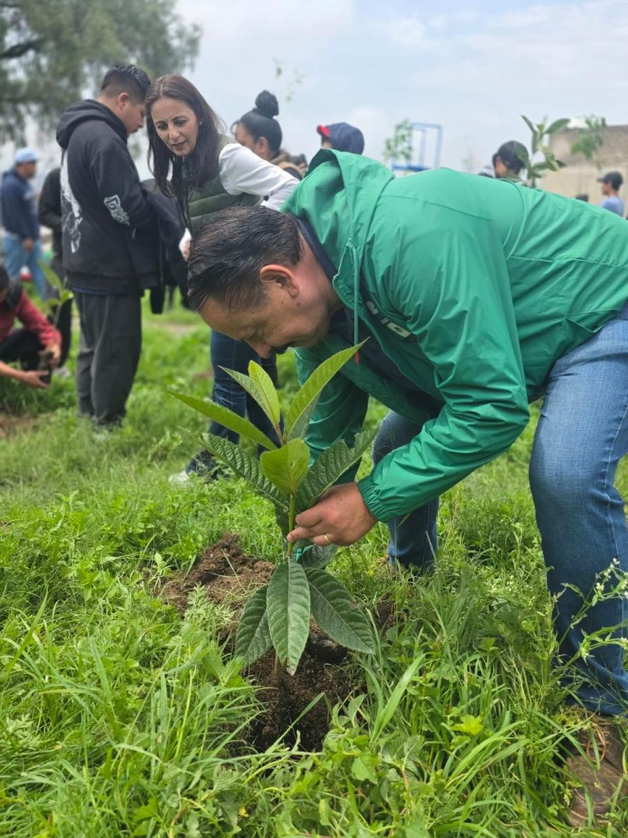 JLDuranMex's tweet photo. 🌳 Cuidar un árbol es apostar por lo que viene. Reforestar junto a vecinos de San Juan Totoltepec, Los Remedios y Ampliación Los Remedios, estudiantes del Tecnológico Cuicalli y colonias que se suman es la forma en que #Naucalpan cuida su futuro. #joseluisduran #somosverdes #verdeverdad #partidoverde