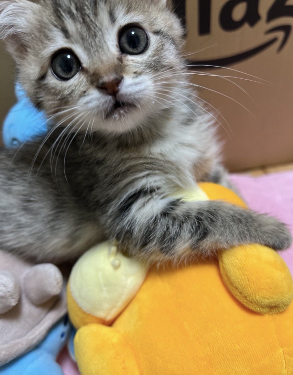 neconecomirin's tweet photo. おはよう🔅
今日はドラクエシャンプー発売日！！
ドラッグストア並ぶ！！
行ってきます！！！！￼￼ https://t.co/65LRKb8ZY9