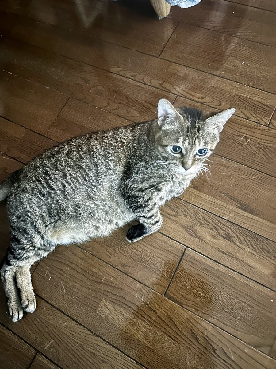 303Catlab's tweet photo. おはようございます。
朝のれあちゃん
今日は雨が降ってます。
#303CATLAB
#猫
#猫がいる幸せ 
#猫のいる暮らし https://t.co/tk2fI4cupT