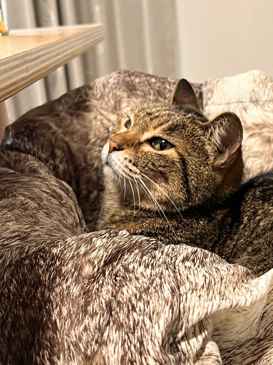 保護猫コハネ tweet media