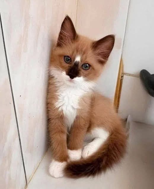 FarhatMalik6642's tweet photo. I need a name for this cat <3 https://t.co/ghON930uNV