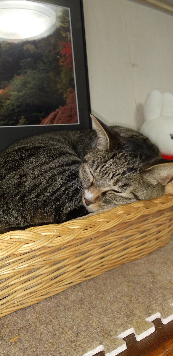 HatanakH1's tweet photo. 早いものでもう7月。みみちゃんも、もう9才。
保護猫で、来たばかりの時は、2週間ほど隠れていて、夜中にご飯を食べていたね。ずいぶん懐いてくれて、ありがとう。 https://t.co/aQ6We9oNG0