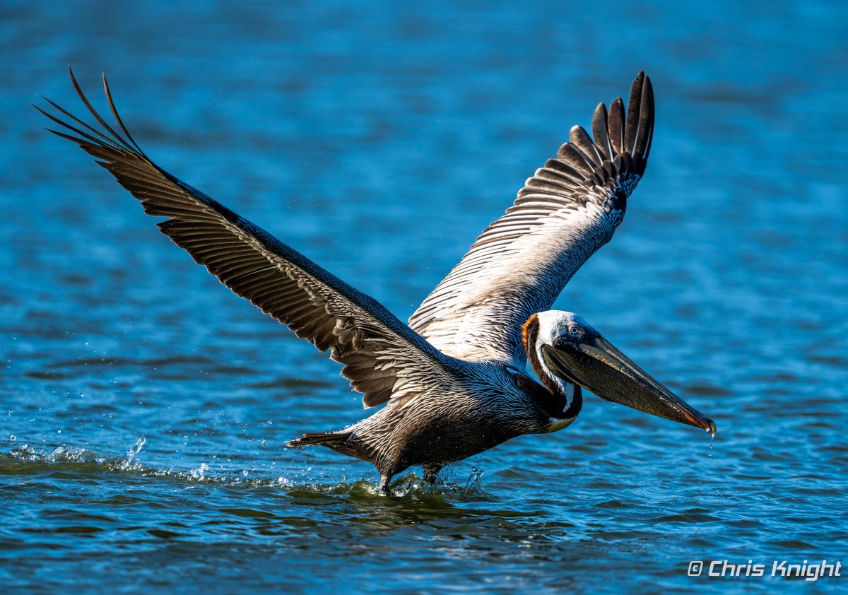 ChrisKnight's tweet photo. Brown Pelican coming for a landing near Merritt Island, Florida. https://t.co/bjewmHW76p