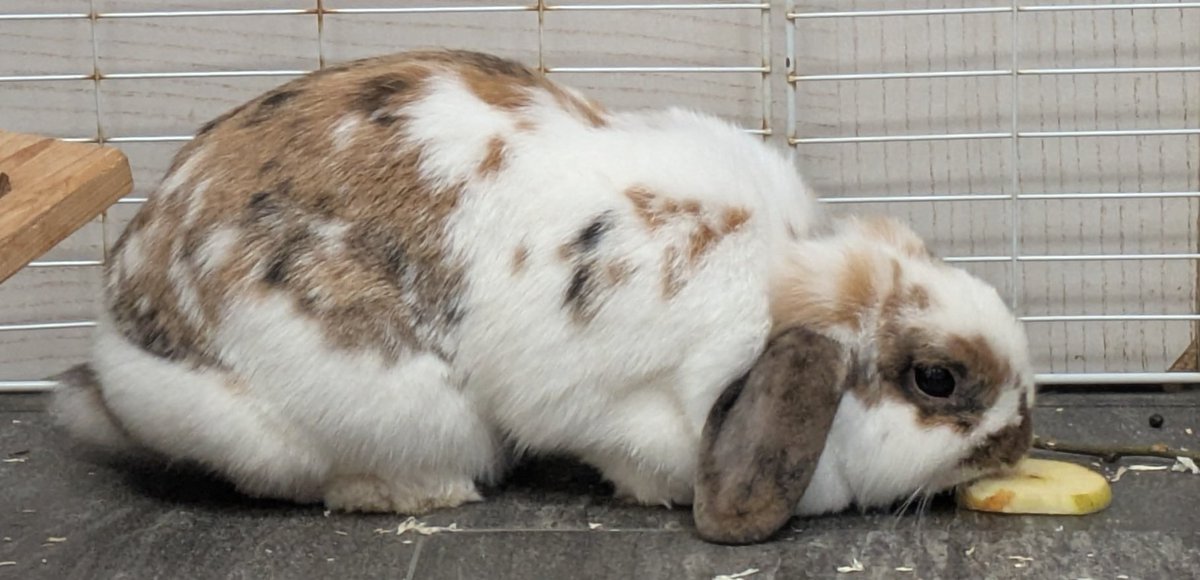 bunnyluvr__'s tweet photo. mmm apl https://t.co/w5L7kQqVwT