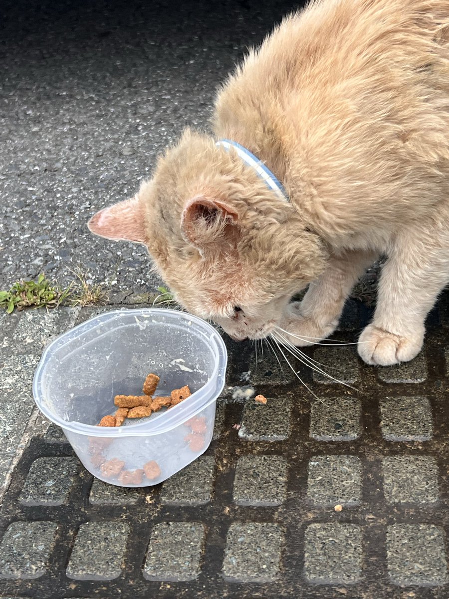 pikunoji's tweet photo. リツイートありがとうございます。
主人が子猫と言っていたので子猫と先に記載しましたが、痩せて小さくなってるけど大人と思われます。
弱っているので鷹みたいな鳥がずっと狙っているようでした。
20260630
#陸前高田 #迷い猫 https://t.co/EK4shYOXlO