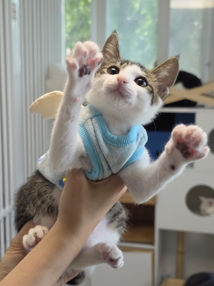 _imbo___'s tweet photo. 삐야 이모가 인생샷 찍어줬으니 보답으로 입양가거라

#나비야사랑해_삐 #가족을기다려요 #서울경기인천 https://t.co/gF13VMgdpX