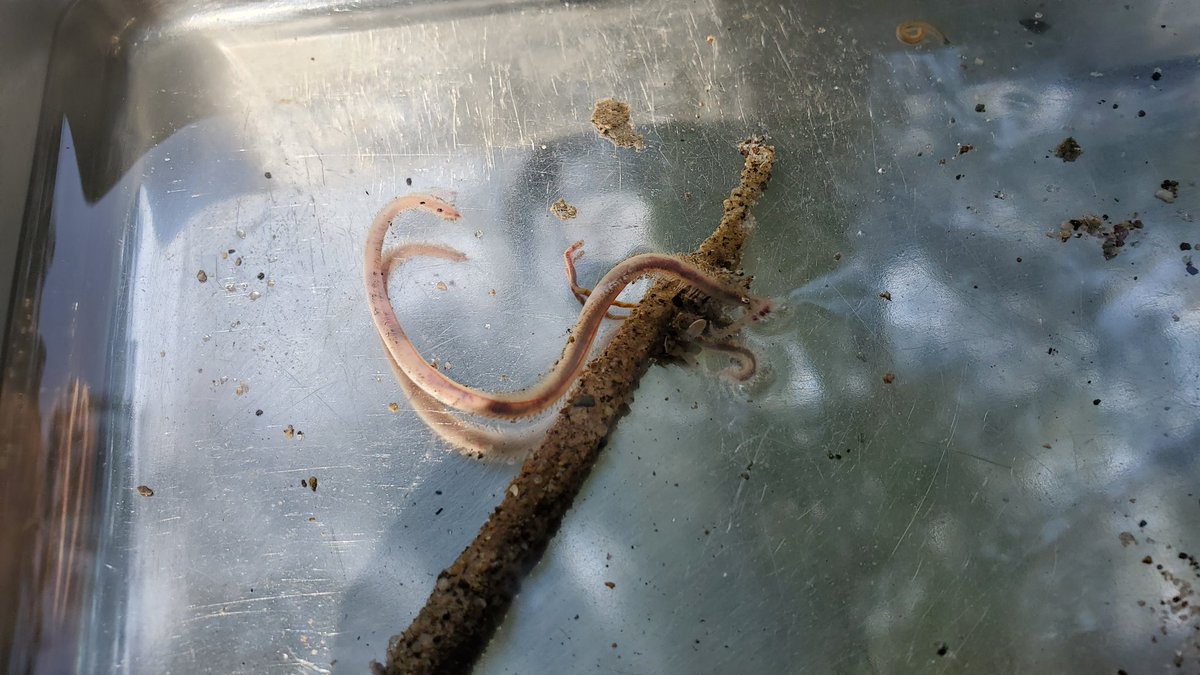 higatapierrot's tweet photo. 水棲昆虫やプランクトンにいくこともあるけれど、やはり私はゴカイが好き。
そう、今日は
#国際ゴカイの日
#PolychaeteDay
世の中のゴカイ達に幸あれ!! https://t.co/K4I9PP0GwK