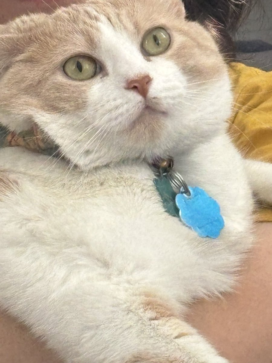 agithahime's tweet photo. say hi to my dumb cat i love him so much https://t.co/WhR1Tdpwn0
