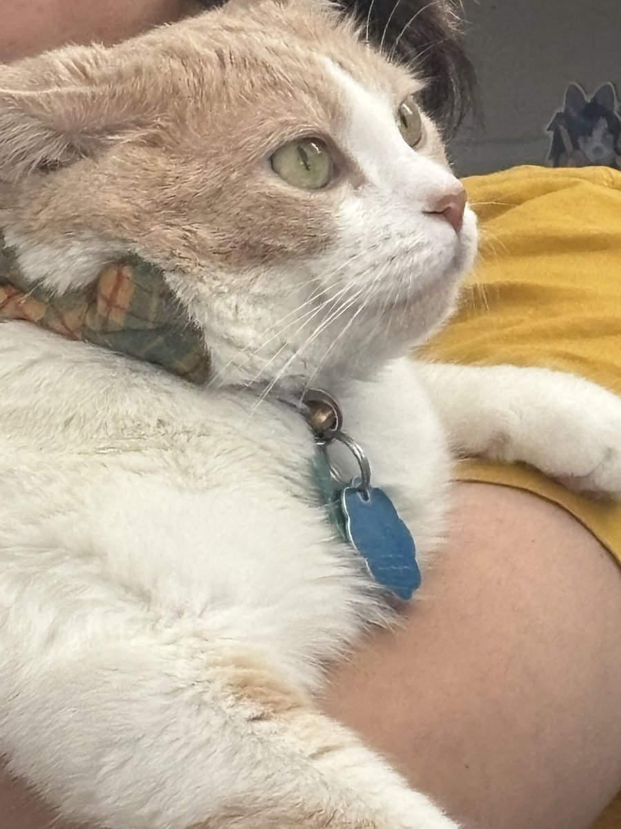 agithahime's tweet photo. say hi to my dumb cat i love him so much https://t.co/WhR1Tdpwn0