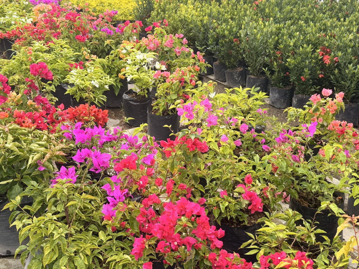 racooona's tweet photo. todays plan was plant shopping! https://t.co/cpJgQIrod6