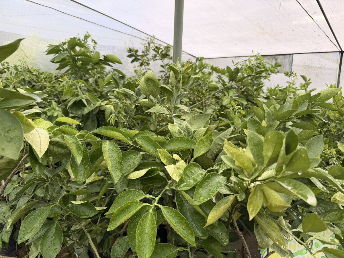 racooona's tweet photo. todays plan was plant shopping! https://t.co/cpJgQIrod6