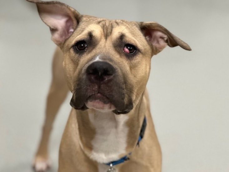 MoishesMom's tweet photo. 🚨Duck TBK 💉July 2️⃣ NYCACC 🚨 https://t.co/psWJ6DTcTw