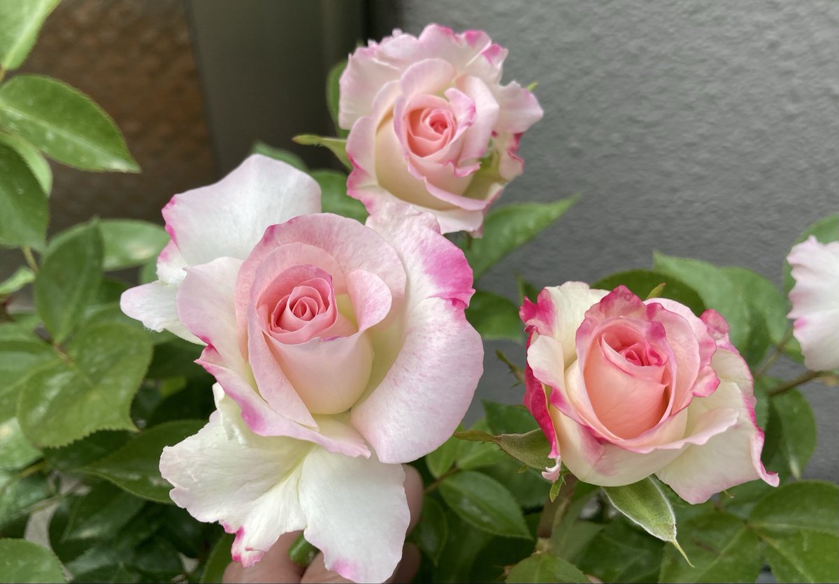 mozart_barachan's tweet photo. おはようございます。
今日は27度、今日も暑くなりそうです。ロビンの一番花花後剪定終りました。かたやマチルダは二番花つぼみぷっくり。春の寒さでブラインドになったせいです。
以前のマチルダ。香りはしませんが、優しいピンクがきれい。 https://t.co/C5CMlLl2r6