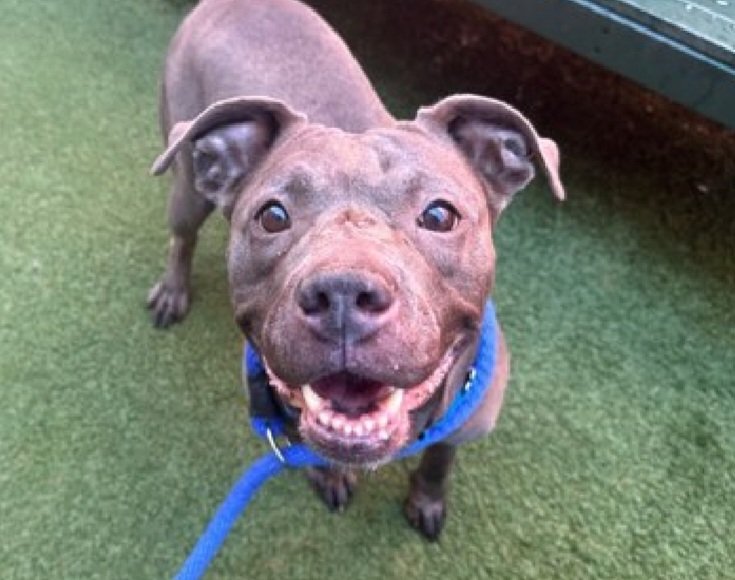 MorgFairsdogs's tweet photo. Renee 257642
Relisted TBK 7/2
#NYCACC #RescueOnly 
A cute 5 yr old girl
Has unspecified dermatitis 🚑
Highly on leash reactive 
With familiar staff accepts pets with soft face
Needs exp all adult home 
Save Renee!
https://t.co/zJ3ixr3iCZ
#Pledge4Rescue #foster #adopt https://t.co/ZAA1nr438q