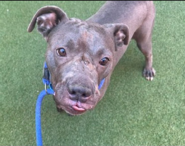 MorgFairsdogs's tweet photo. Renee 257642
Relisted TBK 7/2
#NYCACC #RescueOnly 
A cute 5 yr old girl
Has unspecified dermatitis 🚑
Highly on leash reactive 
With familiar staff accepts pets with soft face
Needs exp all adult home 
Save Renee!
https://t.co/zJ3ixr3iCZ
#Pledge4Rescue #foster #adopt https://t.co/ZAA1nr438q