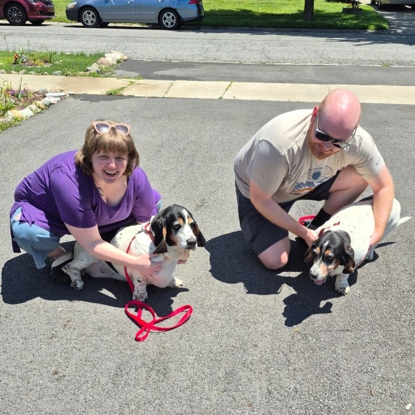 GABR_Bassets's tweet photo. Aarrhhoooo! What's better than rescuing a #BassetHound? Rescuing TWO!
Congratulations to Trinket & Truffles on their #Adoption together!
Other #Bassets still looking for forever homes: https://t.co/SqhwWBNL73
#AdoptDontShop #Basset #RESCUE #TwoForTuesday https://t.co/lt9qsG9IDw