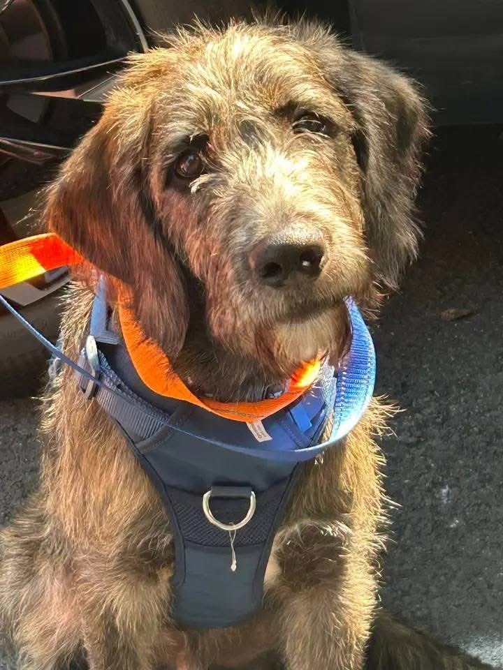 dogs_dc's tweet photo. Tuesday, June 30, 2026

PLEASE🙏 share for:

Knine Rescue, 
Ashton, MD 20862

Meet Gus🐾🐾!

Gus🐾🐾 is a handsome 6-month-old pup with a truly unique look. Could he be an Irish Wolfhound mix? Maybe! Whatever his breed, he’s one incredibly interesting and beautiful boy.

Gus🐾🐾 is dog-friendly and has a gentle, sweet nature. He’s a little shy when meeting new people, but with patience, his affectionate personality starts to shine. He’s the kind of puppy who just needs someone willing to let him settle in and build trust.

Now all Gus🐾🐾 needs is a foster💕 or forever❤️ family to help him grow into the amazing dog he’s meant to be 🩷

https://t.co/49g5UI9BBR

Location: Brookeville MD

Always adopt, don’t shop for a dog.🐾🐾

Rescue, Dogs, Rock!🐾🐾

In addition, please have your pets, spayed or neutered!
#adoptme
#rescuedogsrock
#adoptarescuedog
#fosterarescuedog
#fosteringsavesdogslives
#rescueismyfavoritebreed
