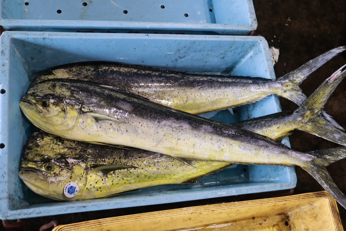 izunoumigasuki's tweet photo. 2026. 07.01

今朝、伊東魚市場に水揚げされた魚たちです。
どれもこれも美味しそうです🐟😋

#伊���魚市場
#伊豆いとう地魚王国
#地魚美味しい
#伊豆の海が好き
#魚を食べよう
#水産資源を大切に
#さかなの日

写　　真・・・
左上・・キンメダイ
左下・・シロムロ
右上・・マダイ
右下・・シイラ https://t.co/KBT5hz5zIi