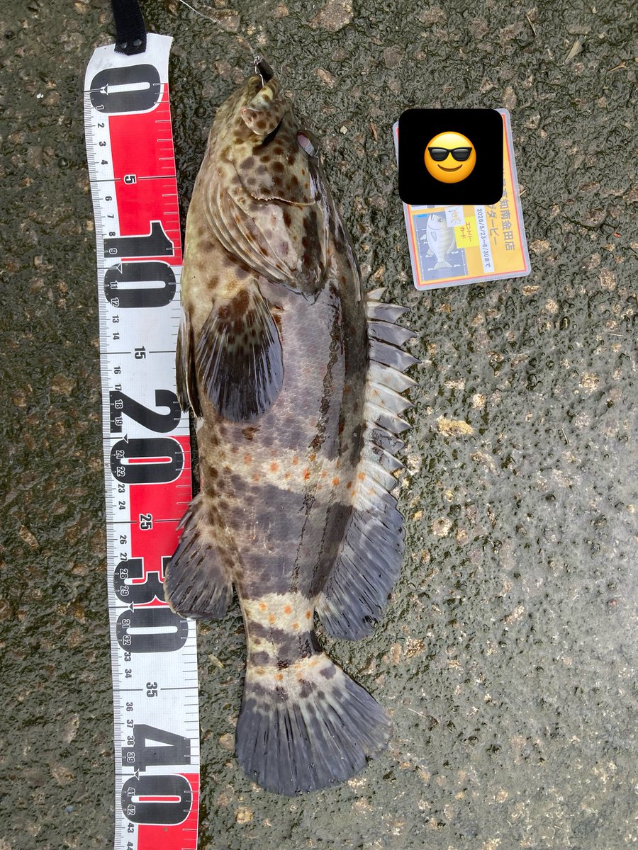 133016712's tweet photo. チニングダービー結果‼️

全くチヌ釣れず😭
でも色々チニングで釣れたのでハッピー
次回は2匹合計メーター目指したい、、 https://t.co/dnqnt3q2FZ