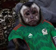 X1Arey's tweet photo. @alfredovlza Como que “si gana”? es obvio que México va a ganar carajo https://t.co/vpMHVGuVZW