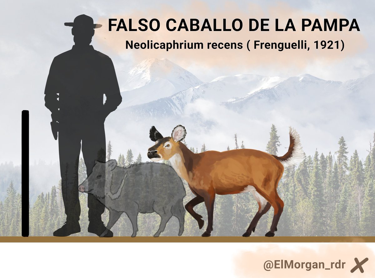ElMorgan_rdr's tweet photo. Neolicaphrium recens o el " falso caballo de la pampa " , fue un ungulado nativo sudamericano Litopterno y el último miembro de la familia Proterotheriidae, de unos 37 kg ; vivió del plioceno hasta el Pleistoceno tardío entre el sur de Brasil, argentina y Uruguay. https://t.co/8eBjlwYU4Q