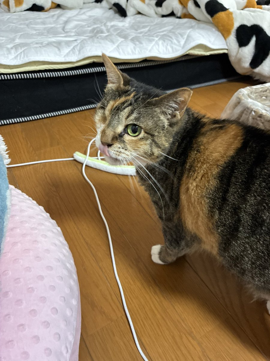 nyannyanyuko's tweet photo. 皆さん、おはようございましゅ！ママは今日から新しいお仕事でしゅ。
お仕事の人も、お休みの人も、体に気をつけるでしゅ！ https://t.co/nZv4c0Wivu