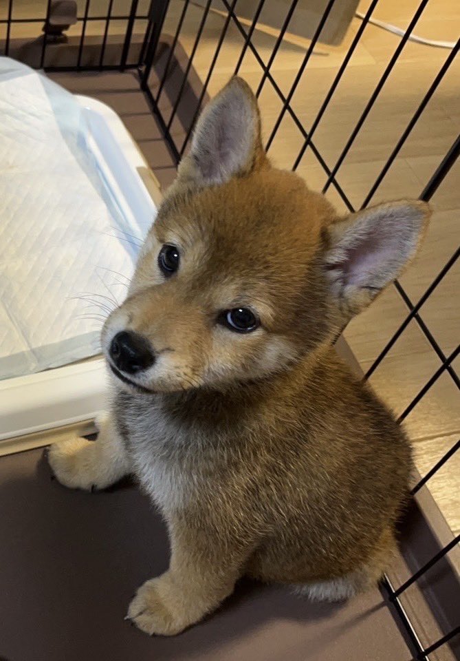 chee2525's tweet photo. 昨日はうちの子記念日🎉
我が家にやって来て１年
うちの子になってくれてありがとう🥰
いっぱい思い出つくっていこうね〜！ https://t.co/9Bvd7NfM7i