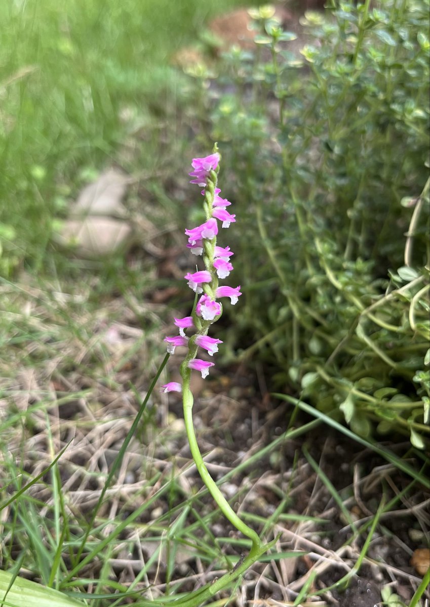 Oh26824445's tweet photo. #ネジ花　#庭花
芝生の中からニョキニョキ
たまに移動させて愛でる
白っぽいのあり。 https://t.co/mjHsdDGJd6