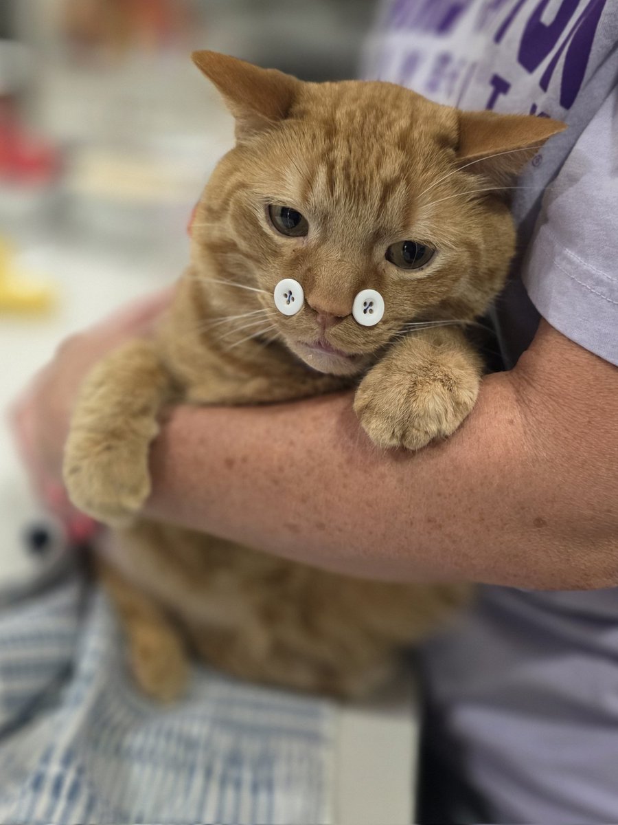 benjdarnell's tweet photo. @ApexNewsx $5900...cat broke his jaw https://t.co/eJOKfXkmw3